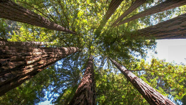 Tree and Shrub Care in Corvallis, MT